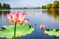 Pink lotus flower on a lake in Thailand.