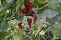 Red currant, ordinary, garden. Small deciduous shrub family Grossulariaceae Royalty Free Stock Photo