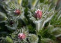 Spring flower with dense white hair called pasque flower Pulsatilla vulgaris Rubra buds and leaves in clump on flowerbed of sun de Royalty Free Stock Photo