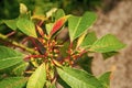 plant nectaries with leaves. plant nectaries in nature. plant nectaries outdoor. Royalty Free Stock Photo