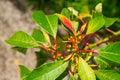 plant nectaries with leaves. plant nectaries in nature. plant nectaries outdoor. Royalty Free Stock Photo