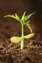 Plant -New life