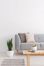 Plant next to grey couch with cushions in living room interior. Real photo Royalty Free Stock Photo