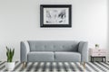 Plant next to grey settee in white and black living room interior with poster and cabinet. Real photo Royalty Free Stock Photo