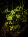 Plant in night