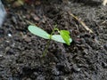 Plant nurseries in backyard gardens Leucaena leucocephala