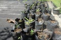 plant nurseries in plastic polybags