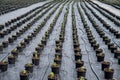 Plant nursery. Automatic plant watering system for greenhouse mist irrigation sys. Weed Control.