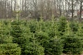 Plant nursery - Christmas trees. Royalty Free Stock Photo