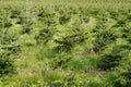 Plant nursery for coniferous trees close up, young plants are planted in diagonal pattern.