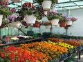 Plant nursery in flower market for sale, bright flower seedlings in pots ready for sale,