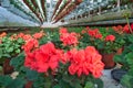 Plant nursery in greenhouse