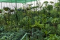 Plant nursery greenhouse inside view