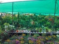 Plant nursery greenhouse and plants view Royalty Free Stock Photo