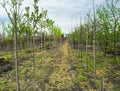 Plant nursery. Growing seedlings of coniferous, deciduous garden and ornamental trees