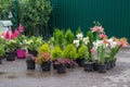 Plant nursery growing and selling different garden plants. Green business concept Royalty Free Stock Photo