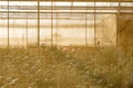 Plant nursery roses shot past fabrics screen