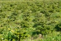 Plant nursery for young coniferous trees planted in regular distance from each other creating a nice pattern in calming green