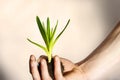 Plant Nurture- New Growth Royalty Free Stock Photo