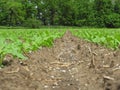 Plant nutrition, fertilizer granules on sugar beet field.