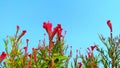 Bireum tampala tandalia bhaji callaloo plant flowers