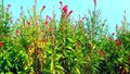 Bireum tampala tandalia bhaji callaloo plant snap