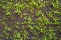 Plant on old wall Royalty Free Stock Photo