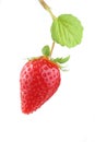 Plant with one organic strawberry isolated