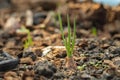 Plant onion,glowing spring onion in backyard garden,home-grown vegetable Royalty Free Stock Photo