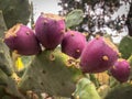 A plant of Opuntia, prickley pears, in the garden from