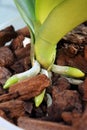 Plant orchid Phalaenopsis grows new aerial roots. A close-up view of their lush and fresh green root apex with cap and gray Royalty Free Stock Photo