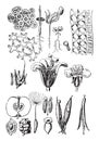 Plant organs, vintage engraving Royalty Free Stock Photo