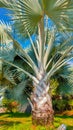 Plant ornamental palm trees planted in the office garden