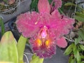 Colorful flowers of rare plant Orquidea Catleya