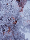 Frost snow winter outdoor flower leaves nature plant abstrak art white