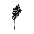 Plant outline drawing with a black line. Monochrome image.Flowers in drops.Branch.Vector