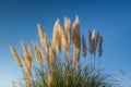 Plant Pampas Grass Hunker. Plumes of pampas grass against a blue sky Royalty Free Stock Photo