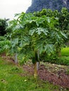 Plant of papaya