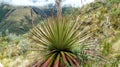 Plant of paramo puya clava herculis, Ecuador Royalty Free Stock Photo