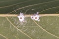 Plant parasitic Hemipteran Insect