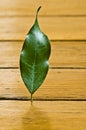 Plant on parquet floor