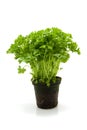 Plant parsley Royalty Free Stock Photo