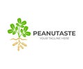 Plant peanuts grow in the ground with underground fruits, logo design. Organic and natural food, agriculture, agricultural, farm a