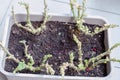 Plant Pelargonuim restores after bad care. No water and no sunshine. Pelargonuim grow after winter. Royalty Free Stock Photo
