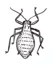 Plant pest green peach aphid. Drawing illustration. Royalty Free Stock Photo