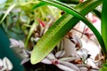 Plant pests. Diaspididae on long leaves of a houseplant Royalty Free Stock Photo