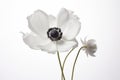 Plant blossom closeup floral spring white background blooming isolated poppy flower