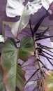 A plant of the Philodendron Dark Lord type with large purple-red-black leaves