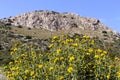 Plant Phlomis fruticosa grows in the mountains