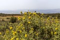 Plant Phlomis fruticosa grows in the mountains